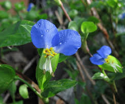 Image result for Commelina saxosa