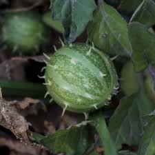 Image result for Cucumis myriocarpus