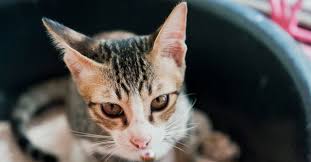 Kotoran kucing menimbulkan bau yang tidak sedap, bahkan dapat merusak taman dan membuat kotor. 6 Cara Agar Kucing Tidak Buang Kotoran Sembarangan Pintarpet