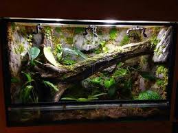 16 Besten Paludarium Bilder Auf Pinterest Reptilien 6c02a81017351e8b135a4309f0dfdd48 Terrarium In 2020 Reptile Enclosure Snake Terrarium Bioactive Vivarium