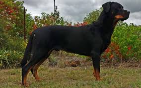 Some of the signs that it's time to say goodbye to a dog with cancer include: Understanding Testicular Cancer In Intact Male Dogs Dog Discoveries