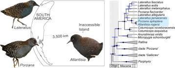 There, hovering at the flowers — if you squint hard enough — you'll find the bee. The Origin Of The World S Smallest Flightless Bird The Inaccessible Island Rail Atlantisia Rogersi Aves Rallidae Sciencedirect