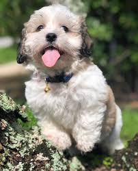 Maybe you would like to learn more about one of these? Tongue Out Tuesday Teddy Bear Puppies Rescues Facebook