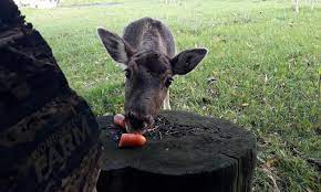 Technically speaking, yes, deer will eat fruits and vegetables such as carrots, apples, and so on. Do Deer Eat Carrots