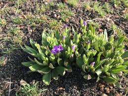 Image result for Craterostigma nummulariifolium