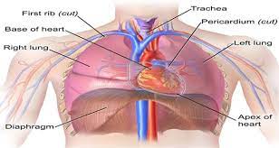 Because the left lung does not contact the anterior portion of the left thoracic cavity at this level, the heart with its epicardial fat occupies this space. Thoracic Cavity Anatomy Organs Functions 8 Types Of Cavities