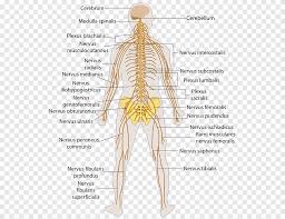 Aquí podreis encontrar información en general sobre el sistema nervioso, y más detallada sobre los efectos en el sistema nervioso de la cocaína. Esquema Del Sistema Nervioso Humano Cuerpo Humano Sistema Nervioso Central Sistema Nervioso Periferico Cerebro Gente Humano Png Pngegg