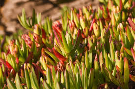 Image result for Carpobrotus