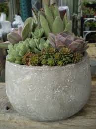Is there a list of commercial cactus mix soils that stand out as much better than the rest? Succulent Garden In Large Round Concrete Bowl Succulents Succulents Garden Backyard Plants