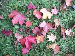 Green Tea Time イギリス万国樹木博覧会 カエデとモミジ共演 In Westonbirt樹木園 楓と紅葉 Maples Acer Spp 今年も行ってしまった Westonbirt樹木園秋の恒例の紅葉ウォーク 去年は日本のモミジ恋しさに思わずイロハモミジやハウチワカエデ