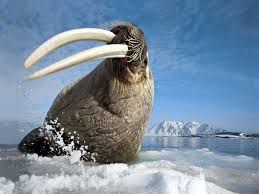 Animals Wallpapers Photos Page 4 Arctic Animals Walrus Animals Wild