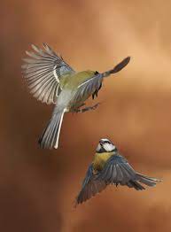 Pin On Birds Of A Feather 1