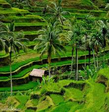 Cinematic sawah pedesaan mp3 & mp4. 15 Ide Pemandangan Alam Dan Sawah Pemandangan Alam Kehidupan Pedesaan