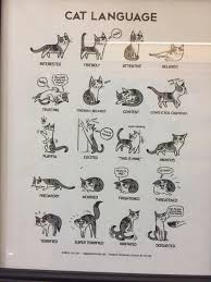 This Cat Language Poster In My Local Cat Shelter Http Ift Tt 2srqclg Cat Language Cat Body Cats
