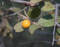 Image result for Grewia flavescens