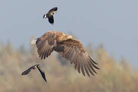 €708 to €933 • weekdays: Zeearend Natuurvereniging Ijsseldelta