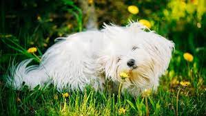 Dog Honking And Reverse Sneezing What You Need To Know Dogtime Dog Allergies Dogs Dog Sitting