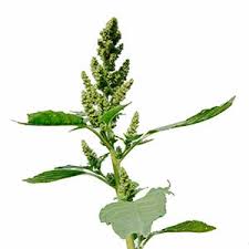 Image result for Centemopsis longipedunculata