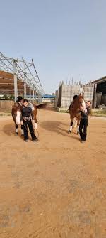 Профиль 70 Stables