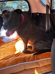 FOUND brindle female Pittie/Staffie