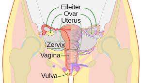 Vagina des Menschen – Wikipedia