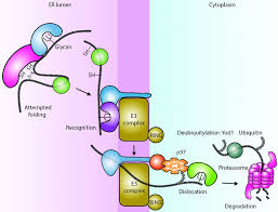 Huge collection, amazing choice, 100+ million high quality, affordable rf and rm images. Overall Scheme Of A Typical Endoplasmic Reticulum Er Quality Control Download Scientific Diagram