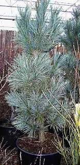 Boething treeland farms grows over 1,000 varieties of trees, shrubs, perennials and specialty plants on 10 california nurseries to serve the wholesale landscape and nursery industries throughout the western united states and beyond. Pinus Flexilis Vanderwolfs Pyramid Biegsame Kiefer Vanderwolfs Pyramid Www Online Pflanzenversand De