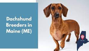 Allowing your dachshund puppies to become comfortable in your house is crucial and ought to be carried out first. 5 Dachshund Breeders In Maine Me Dachshund Puppies For Sale Animalfate