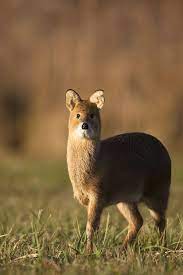 Check spelling or type a new query. This Cute Little Baby Chinese Water Deer Aww