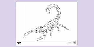 Scorpion, arachnid 4.snake, reptile 5. Free Scorpion Colouring Page Resources Twinkl