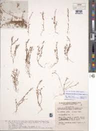 Image result for Asparagus minutiflorus