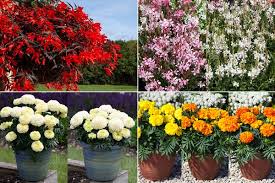 Want to learn how to dye rice for quick and easy sensory play bins! Floranova To Present New Varieties At Flowertrials 2021