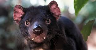 El diablo o demonio de tasmania (sarcophilus harrisii) es una especie de marsupial dasiuromorfo de la familia dasyuridae. 11 Caracteristicas Impressionantes Do Diabo Da Tasmania Hipercultura
