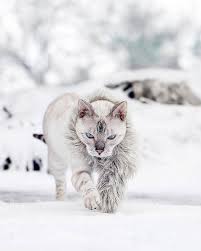white walker hayvan resimleri guzel kediler kedi