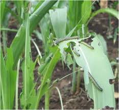 Skidata group is a leading global provider of turnkey solutions for product/service:bait stations, rodent control, safety equipment, personal protective equipment. The Use Of Indigenous Ecological Resources For Pest Control In Africa Springerlink