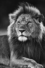 Black And White Dark Theme Lion Wallpaper 4k Iphone Wallpaper Black And White Lion 3 Wallpaper Wallpaper4k Wallpaperhd Wallpaperiphone Wallpaperpc Black And White Lion Lion Pictures Lion Hd Wallpaper
