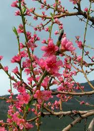 Winter is often a gloomy and dark season, but it doesn't have to be that way. 50 Bloomin Fruit Trees Ideas Fruit Trees Tree Fruit