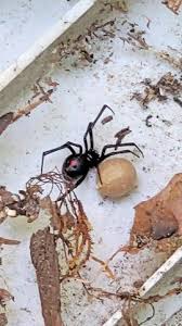 I love black widow specially scarlett i love her here are some scarlett johansson pics. Cowleys Pest Services Pests We Treat Photo Album Black Widow Surprise In Rumson Nj