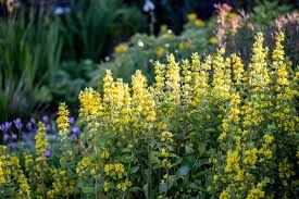 Image result for Lysimachia angustiloba