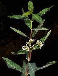 Image result for Apocynaceae subfamily Periplocoideae