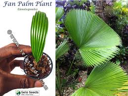 Image result for Licuala grandis