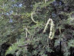 Image result for Acacia nilotica