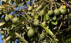 Players can obtain avocado trees by buying avocado tree saplings from cletus. Avocado Tree Trees4bali