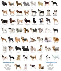 Dog Chart Dogs Breeds Some Facts About Dogs