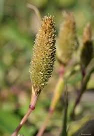 Image result for Bulbostylis schoenoides