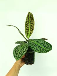 Image result for Ardisia staudtii