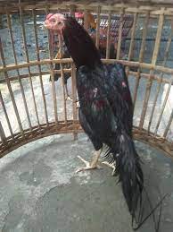 Makanya, tidak sedikit orang yang memelihara ayam bangkok, baik sebagai koleksi unggas peliharaan atau jagoan adu ayam. Cara Mengobati Ayam Sakit Kuning Dan Penyebabnya Binatang Peliharaan