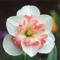 Pink Wonder Daffodil Bulb Flowers Daffodil Flower Daffodil Bulbs