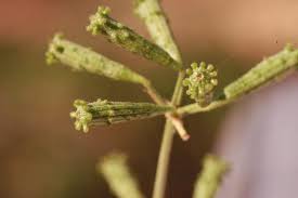 Image result for Commicarpus