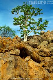 Image result for Sterculia quinqueloba